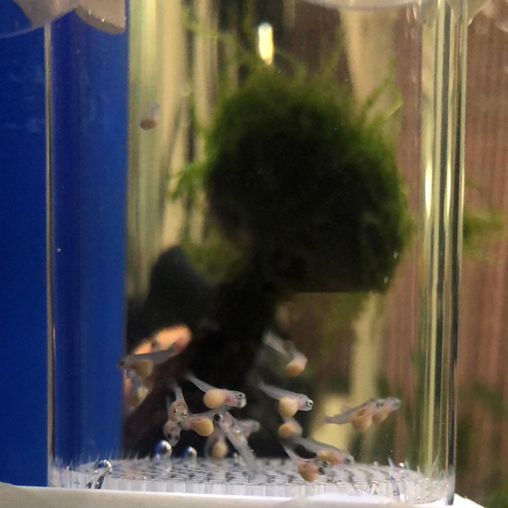 حاضنة بيض أسماك 40 مم، حاضنة ب - مراجعة Lab Incubator وسعره